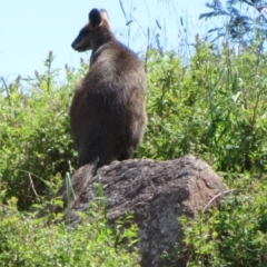 Wallabia bicolor at Latham, ACT - 3 Nov 2022