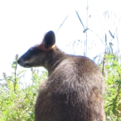 Wallabia bicolor at Latham, ACT - 3 Nov 2022 02:05 PM