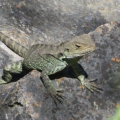 Intellagama lesueurii howittii (Gippsland Water Dragon) at Umbagong District Park - 3 Nov 2022 by Christine
