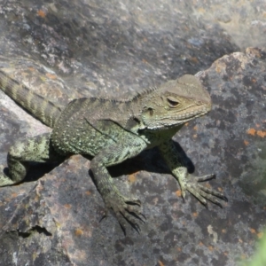 Intellagama lesueurii howittii at Latham, ACT - 3 Nov 2022 02:16 PM