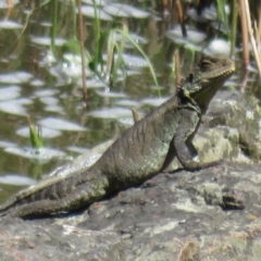 Intellagama lesueurii howittii at Latham, ACT - 3 Nov 2022 02:16 PM