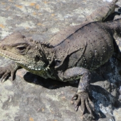 Intellagama lesueurii howittii at Latham, ACT - 3 Nov 2022 02:16 PM