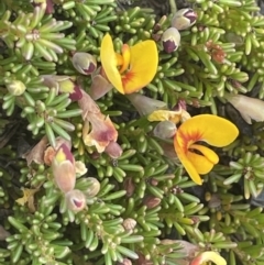 Dillwynia prostrata (Matted Parrot-pea) at Mount Clear, ACT - 9 Nov 2022 by JaneR