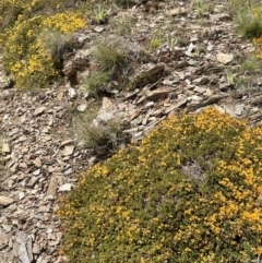 Dillwynia prostrata at Mount Clear, ACT - 9 Nov 2022