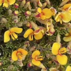 Dillwynia prostrata at Mount Clear, ACT - 9 Nov 2022 11:28 AM