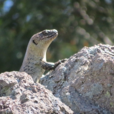 Egernia cunninghami (Cunningham's Skink) at Umbagong District Park - 3 Nov 2022 by Christine