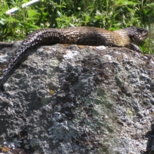 Egernia cunninghami at Latham, ACT - 3 Nov 2022