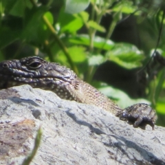 Egernia cunninghami at Latham, ACT - 3 Nov 2022