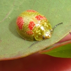 Paropsisterna fastidiosa (Eucalyptus leaf beetle) at Jerrabomberra, ACT - 5 Nov 2022 by Christine
