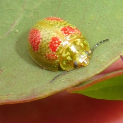 Paropsisterna fastidiosa (Eucalyptus leaf beetle) at Mount Mugga Mugga - 5 Nov 2022 by Christine