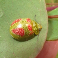 Paropsisterna fastidiosa at Jerrabomberra, ACT - 5 Nov 2022