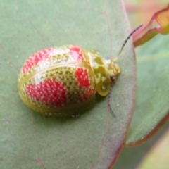 Paropsisterna fastidiosa at Jerrabomberra, ACT - 5 Nov 2022