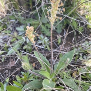 Plantago varia at Mount Clear, ACT - 9 Nov 2022 11:11 AM