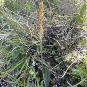 Plantago varia at Mount Clear, ACT - 9 Nov 2022 11:11 AM