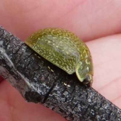 Paropsisterna cloelia (Eucalyptus variegated beetle) at Mount Mugga Mugga - 5 Nov 2022 by Christine