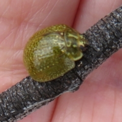 Paropsisterna cloelia at Jerrabomberra, ACT - 5 Nov 2022