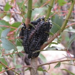 Perga sp. (genus) at Rendezvous Creek, ACT - 5 Nov 2022