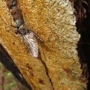 Ephemeroptera (order) at Rendezvous Creek, ACT - 5 Nov 2022