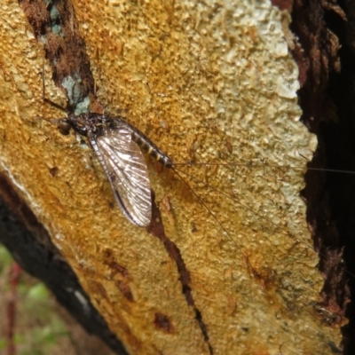 Ephemeroptera (order) (Unidentified Mayfly) at Namadgi National Park - 5 Nov 2022 by Christine