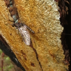 Ephemeroptera (order) (Unidentified Mayfly) at Rendezvous Creek, ACT - 5 Nov 2022 by Christine