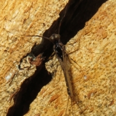 Ephemeroptera (order) at Rendezvous Creek, ACT - 5 Nov 2022