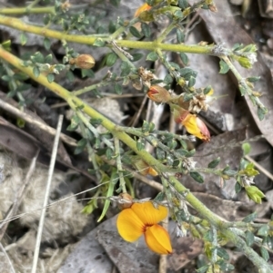 Mirbelia oxylobioides at Mount Clear, ACT - 9 Nov 2022