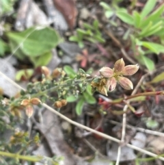 Mirbelia oxylobioides at Mount Clear, ACT - 9 Nov 2022 12:02 PM