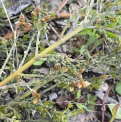 Mirbelia oxylobioides at Mount Clear, ACT - 9 Nov 2022 12:02 PM