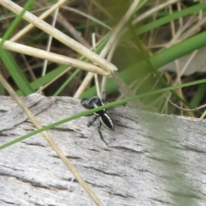 Jotus frosti at Rendezvous Creek, ACT - 5 Nov 2022 04:46 PM