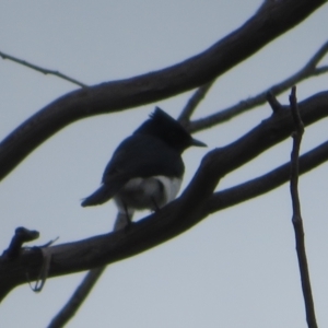 Myiagra cyanoleuca at Rendezvous Creek, ACT - 5 Nov 2022 04:11 PM