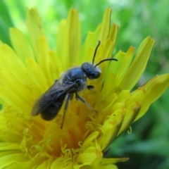 Lasioglossum (Chilalictus) lanarium (Halictid bee) at Belconnen, ACT - 9 Nov 2022 by Christine
