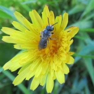 Lasioglossum (Chilalictus) lanarium at Belconnen, ACT - 10 Nov 2022 10:51 AM