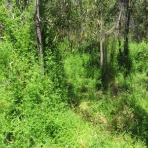 Galium aparine at Belconnen, ACT - 10 Nov 2022