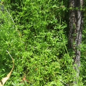 Galium aparine at Belconnen, ACT - 10 Nov 2022