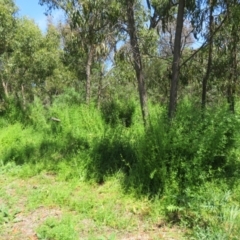 Galium aparine at Belconnen, ACT - 10 Nov 2022