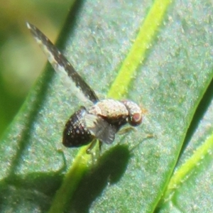 Trypetisoma digitatum at Belconnen, ACT - 10 Nov 2022