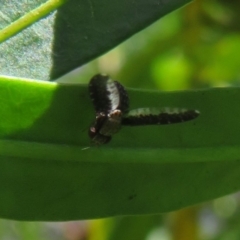 Trypetisoma digitatum at Belconnen, ACT - 10 Nov 2022