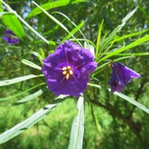 Solanum linearifolium at Belconnen, ACT - 10 Nov 2022