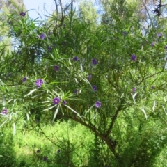 Solanum linearifolium at Belconnen, ACT - 10 Nov 2022