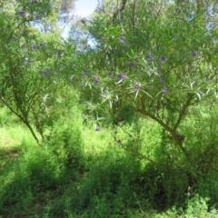 Solanum linearifolium at Belconnen, ACT - 10 Nov 2022