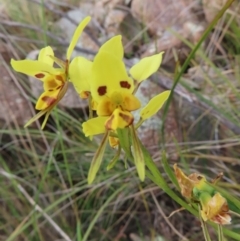 Diuris sulphurea (Tiger Orchid) at Stromlo, ACT - 11 Nov 2022 by MatthewFrawley