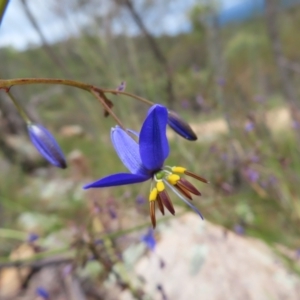 Dianella revoluta var. revoluta at Stromlo, ACT - 11 Nov 2022 11:13 AM