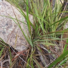 Dianella revoluta var. revoluta at Stromlo, ACT - 11 Nov 2022 11:13 AM