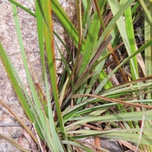 Dianella revoluta var. revoluta at Stromlo, ACT - 11 Nov 2022