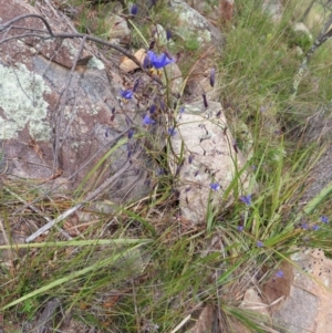 Dianella revoluta var. revoluta at Stromlo, ACT - 11 Nov 2022 11:13 AM