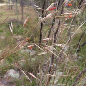 Rytidosperma pallidum at Stromlo, ACT - 11 Nov 2022 11:15 AM