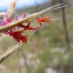 Rytidosperma pallidum at Stromlo, ACT - 11 Nov 2022