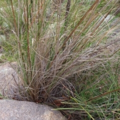 Rytidosperma pallidum at Stromlo, ACT - 11 Nov 2022 11:15 AM