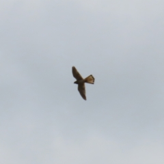 Falco cenchroides (Nankeen Kestrel) at Stromlo, ACT - 11 Nov 2022 by MatthewFrawley