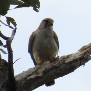 Falco cenchroides at Stromlo, ACT - 11 Nov 2022